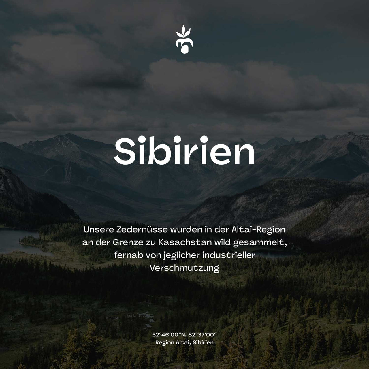 Pinienkerne aus Sibirien (Zedernüsse) - Frische Ernte - unbehandelt und naturbelassen